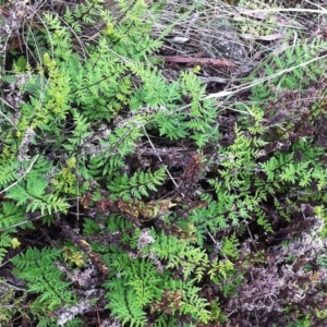 Cheilanthes sieberi at Hughes, ACT - 10 Apr 2017 12:00 AM