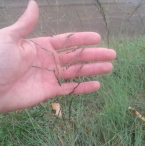 Eragrostis curvula at Hackett, ACT - 22 Apr 2017