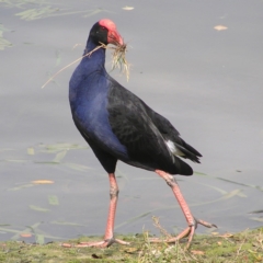 Porphyrio melanotus (Australasian Swamphen) at Amaroo, ACT - 22 Apr 2017 by MatthewFrawley