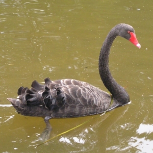 Cygnus atratus at Amaroo, ACT - 22 Apr 2017 11:13 AM