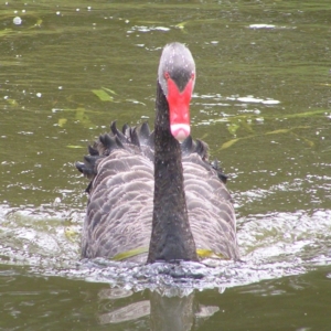 Cygnus atratus at Amaroo, ACT - 22 Apr 2017