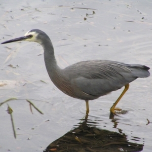 Egretta novaehollandiae at Amaroo, ACT - 22 Apr 2017 11:50 AM