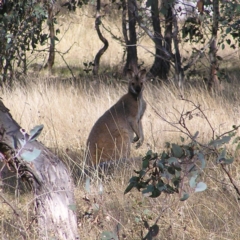 Notamacropus rufogriseus (Red-necked Wallaby) at Gungahlin, ACT - 22 Apr 2017 by MatthewFrawley