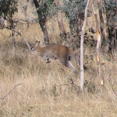 Notamacropus rufogriseus at Gungahlin, ACT - 22 Apr 2017