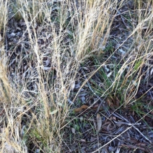 Austrostipa scabra at Hughes, ACT - 20 Apr 2017