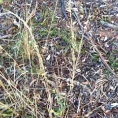 Austrostipa scabra at Hughes, ACT - 20 Apr 2017