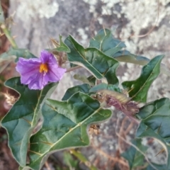 Solanum cinereum (Narrawa Burr) at Isaacs, ACT - 22 Apr 2017 by Mike