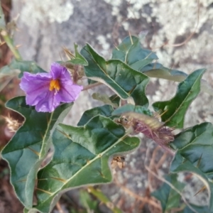 Solanum cinereum at Isaacs Ridge - 22 Apr 2017 04:40 PM