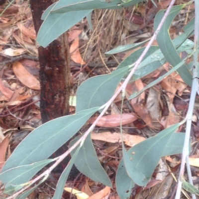 Acacia falciformis (Broad-leaved Hickory) at Burra, NSW - 22 Apr 2017 by Safarigirl