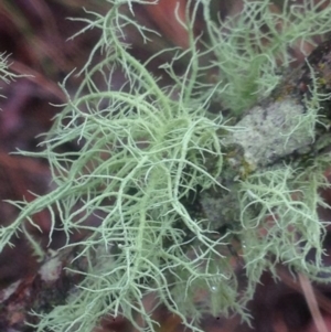 Usnea sp. (genus) at Burra, NSW - 22 Apr 2017