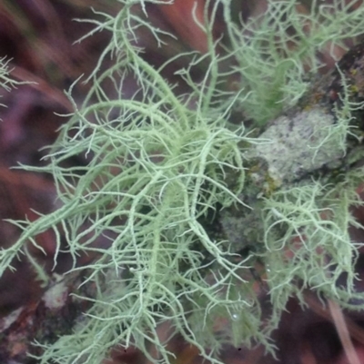 Usnea sp. (genus) (Bearded lichen) at Burra, NSW - 22 Apr 2017 by Safarigirl