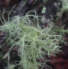 Usnea sp. (genus) at Burra, NSW - 22 Apr 2017