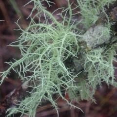 Usnea sp. (genus) at Burra, NSW - 22 Apr 2017 04:52 PM