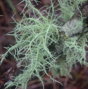 Usnea sp. (genus) at Burra, NSW - 22 Apr 2017