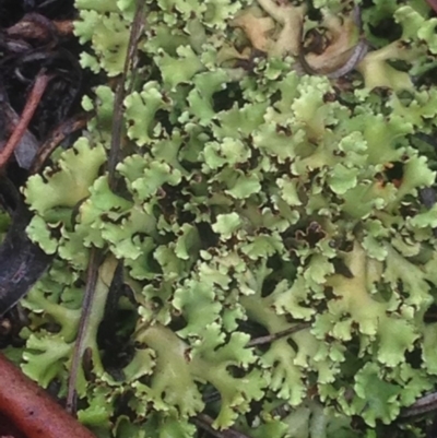 Heterodea sp. (A lichen) at Burra, NSW - 22 Apr 2017 by Safarigirl