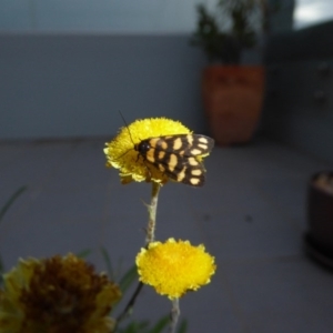 Asura lydia at Reid, ACT - 12 Apr 2017 05:51 PM