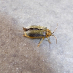 Xanthogaleruca luteola (Elm leaf beetle) at Reid, ACT - 17 Apr 2017 by AndyRussell