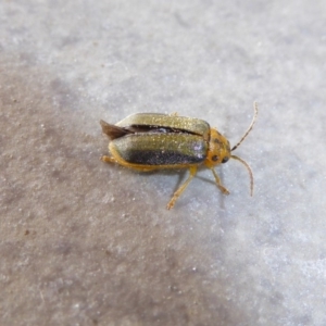 Xanthogaleruca luteola at Reid, ACT - 17 Apr 2017