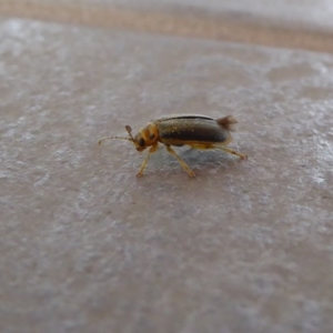 Xanthogaleruca luteola at Reid, ACT - 17 Apr 2017