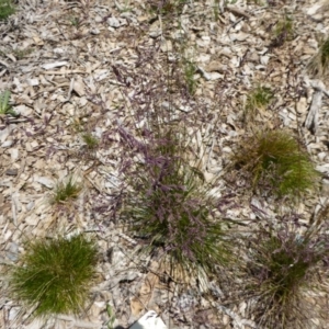 Poa fawcettiae at Molonglo Valley, ACT - 27 Nov 2016