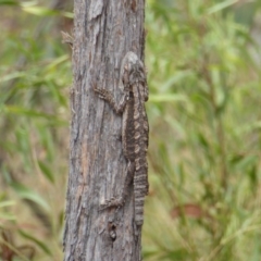 Pogona barbata at Canberra Central, ACT - 25 Feb 2017