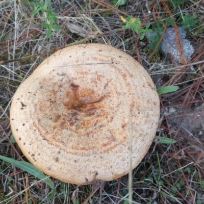 Lactarius deliciosus (Saffron Milkcap) at Jerrabomberra, ACT - 22 Apr 2017 by Mike