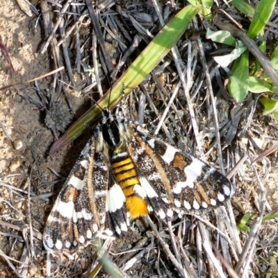 Apina callisto (Pasture Day Moth) at Tuggeranong Hill - 22 Apr 2017 by JanetRussell