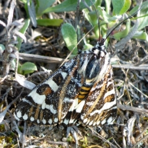 Apina callisto at Theodore, ACT - 22 Apr 2017