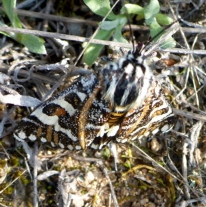 Apina callisto at Theodore, ACT - 22 Apr 2017