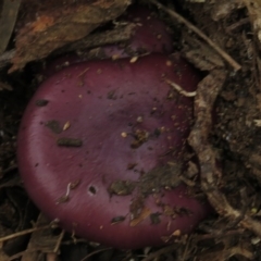 Cortinarius archeri s.l. (Emperor Cortinar) at Paddys River, ACT - 20 Apr 2017 by JohnBundock