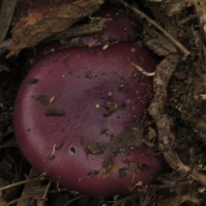 Cortinarius archeri s.l. at Paddys River, ACT - 21 Apr 2017