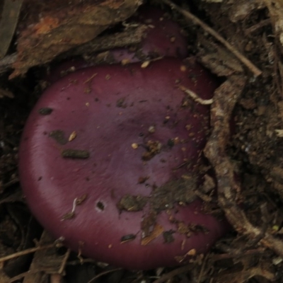 Cortinarius archeri s.l. (Emperor Cortinar) at Paddys River, ACT - 20 Apr 2017 by JohnBundock