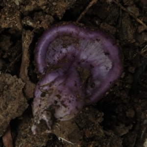 Cortinarius archeri s.l. at Paddys River, ACT - 21 Apr 2017