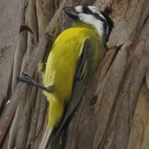 Falcunculus frontatus at Paddys River, ACT - 21 Apr 2017