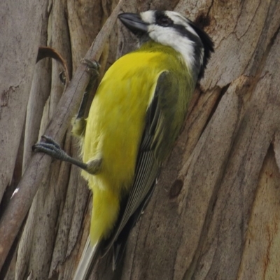 Falcunculus frontatus (Eastern Shrike-tit) at Paddys River, ACT - 21 Apr 2017 by JohnBundock