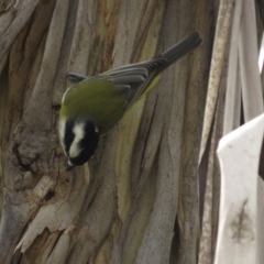 Falcunculus frontatus at Paddys River, ACT - 21 Apr 2017