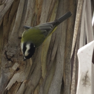 Falcunculus frontatus at Paddys River, ACT - 21 Apr 2017