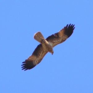 Haliastur sphenurus at Gungahlin, ACT - 22 Apr 2017