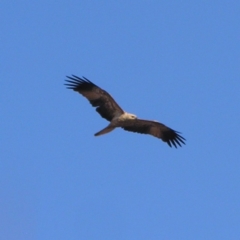 Haliastur sphenurus at Gungahlin, ACT - 22 Apr 2017