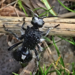 Bothriomutilla rugicollis at Googong, NSW - 23 Apr 2017 10:00 AM