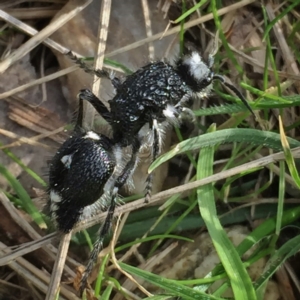 Bothriomutilla rugicollis at Googong, NSW - 23 Apr 2017 10:00 AM