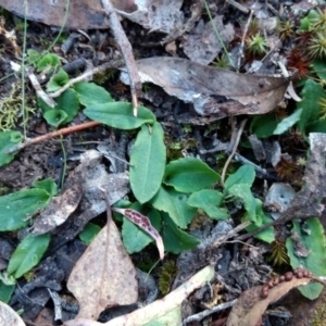 Chiloglottis sp. at Jerrabomberra, NSW - 23 Apr 2017