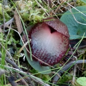 Corysanthes hispida at Jerrabomberra, NSW - 23 Apr 2017