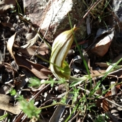 Diplodium ampliatum at Jerrabomberra, NSW - 23 Apr 2017