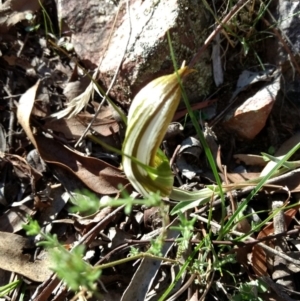 Diplodium ampliatum at Jerrabomberra, NSW - 23 Apr 2017