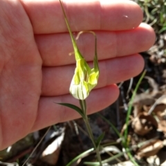 Diplodium ampliatum at Jerrabomberra, NSW - 23 Apr 2017