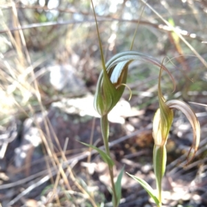 Diplodium ampliatum at Jerrabomberra, NSW - suppressed