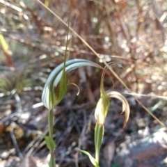 Diplodium ampliatum at Jerrabomberra, NSW - suppressed