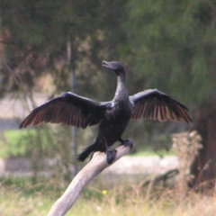 Phalacrocorax sulcirostris (Little Black Cormorant) at Amaroo, ACT - 22 Apr 2017 by MatthewFrawley