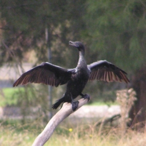 Phalacrocorax sulcirostris at Amaroo, ACT - 22 Apr 2017